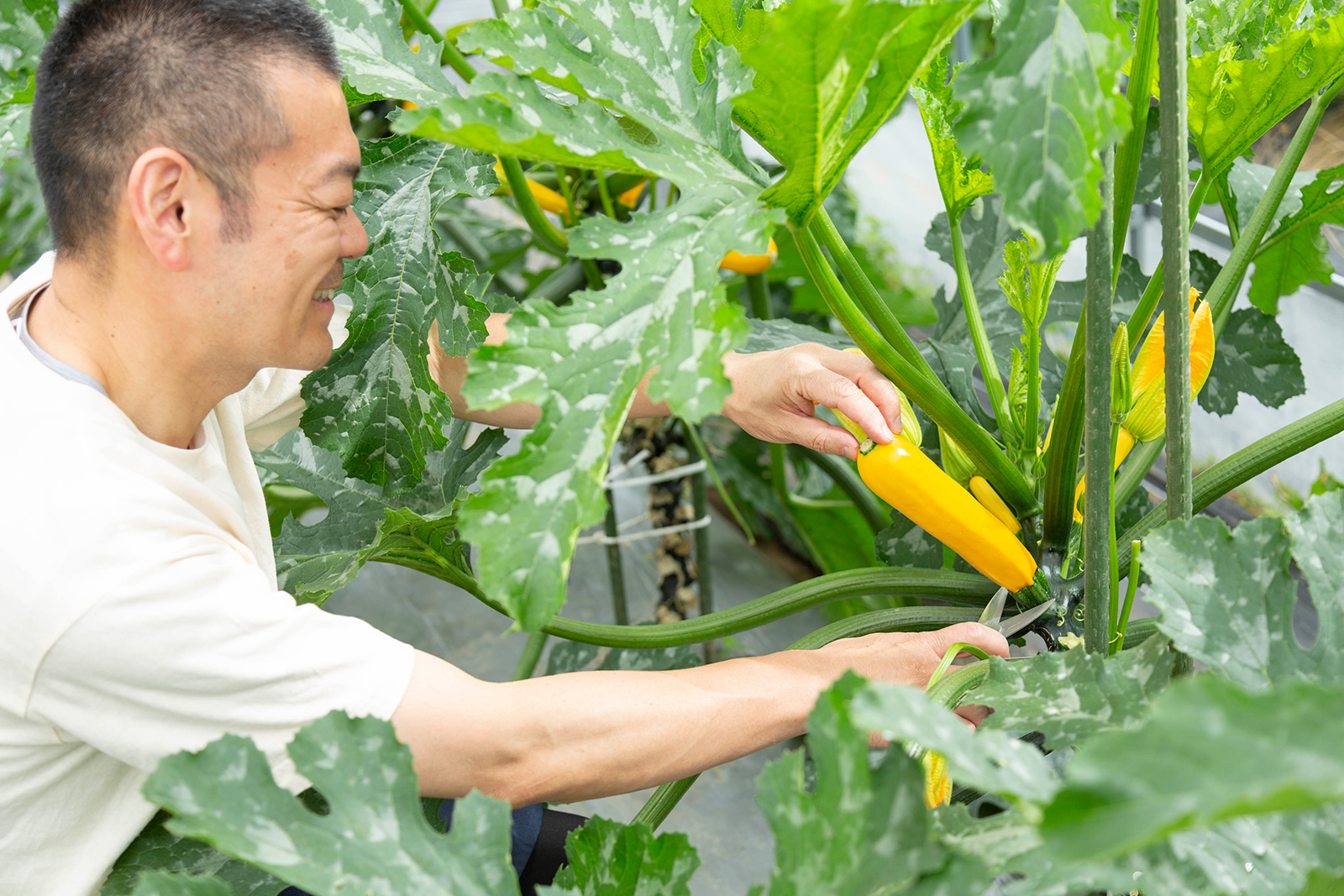 夏の野菜料理に欠かせないズッキーニを収穫
