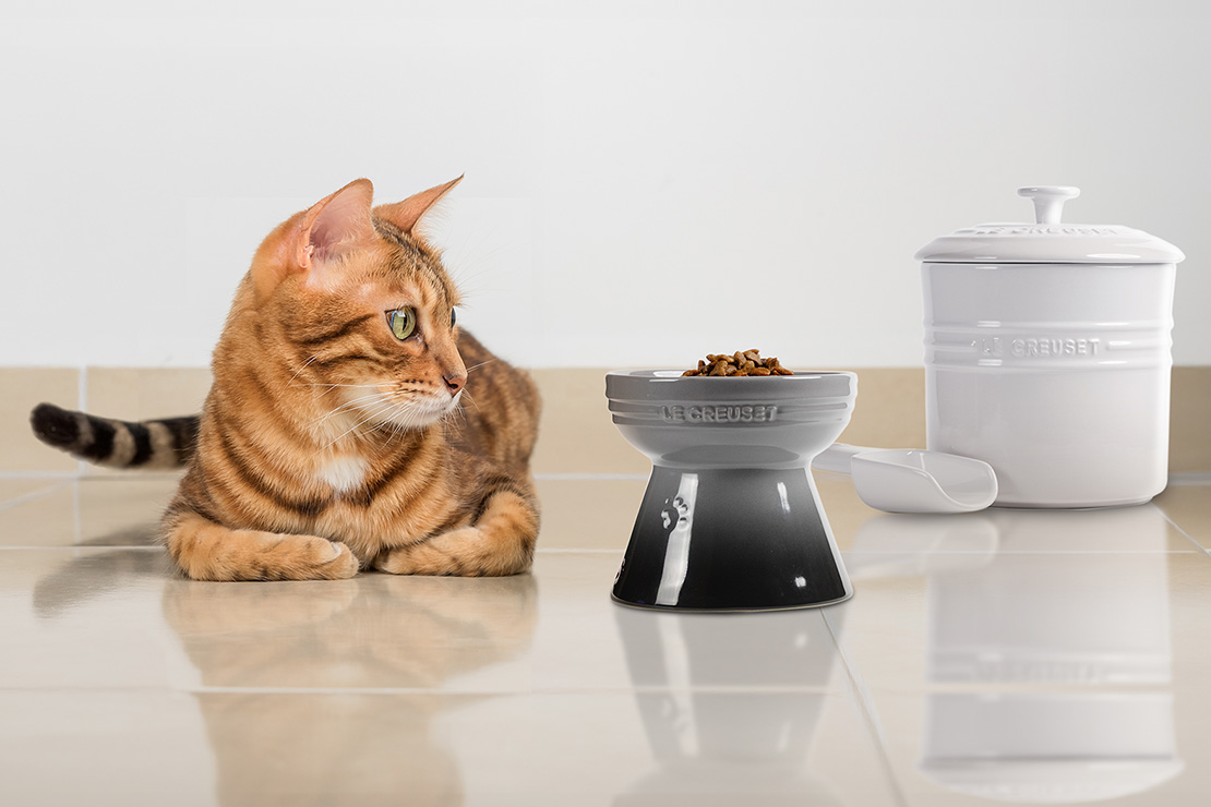 2月22日は猫の日！愛猫と過ごす、特別なごはん時間