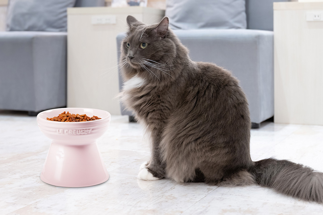 愛猫のごはん時間をもっと快適に。ル・クルーゼのペット用食器が選ばれる理由