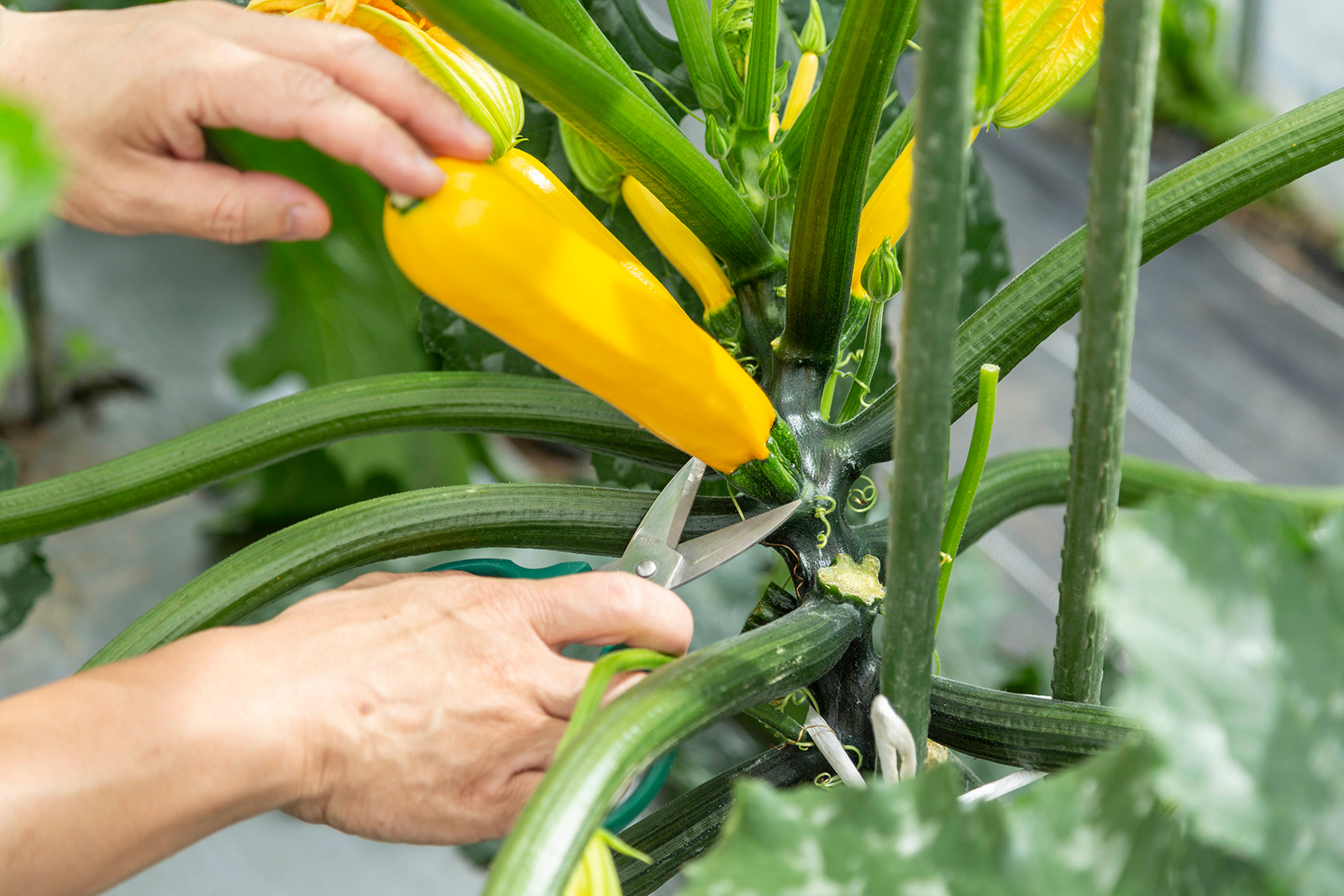 人気の夏野菜ズッキーニ。「こんなふうに実るんだ！」と驚く人も